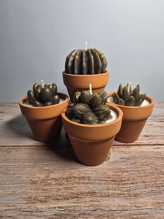 Succulent Pot Leather