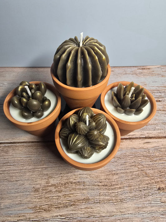 Succulent Pot Leather