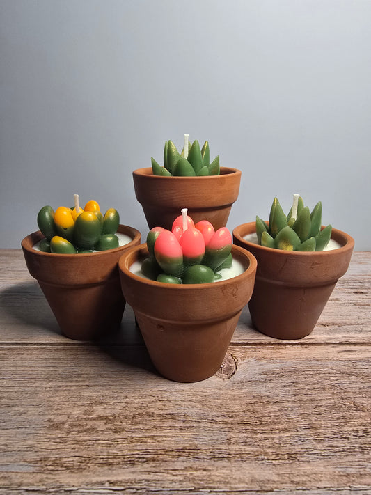 Succulent Pot Blue Bonnet