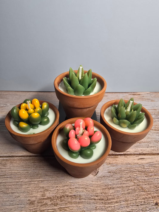 Succulent Pot Blue Bonnet